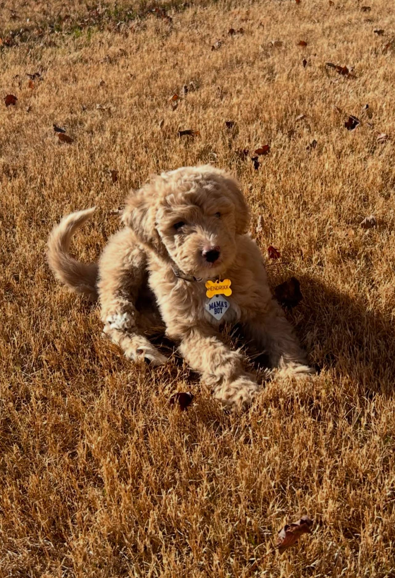 Freshwater Curated Goods - Mama's Boy Pet Tag