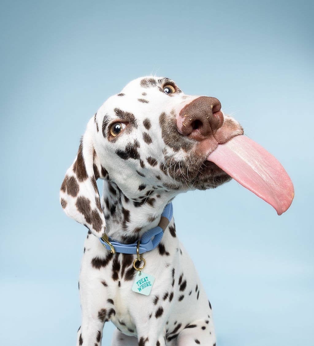 Freshwater Curated Goods - Treat Whore Pet Tag