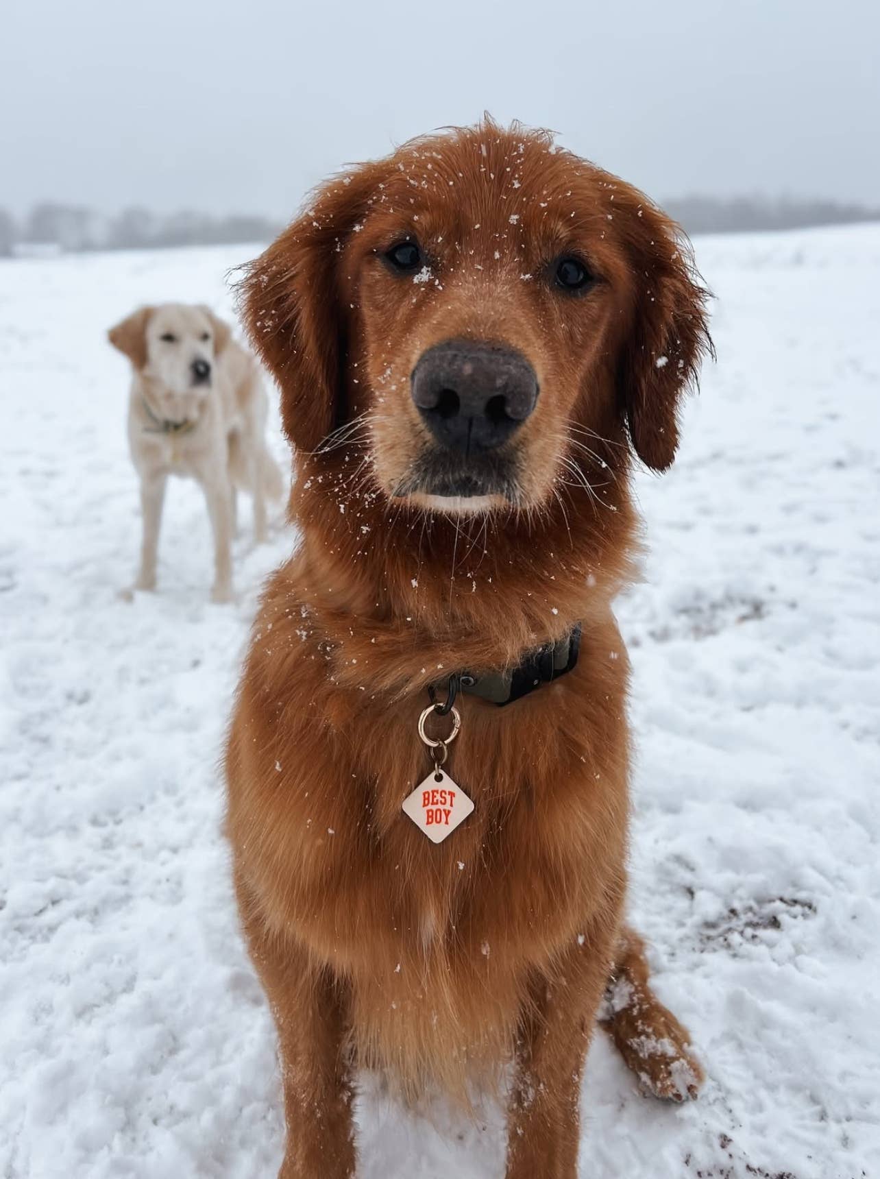 Freshwater Curated Goods - Best Boy Pet Tag