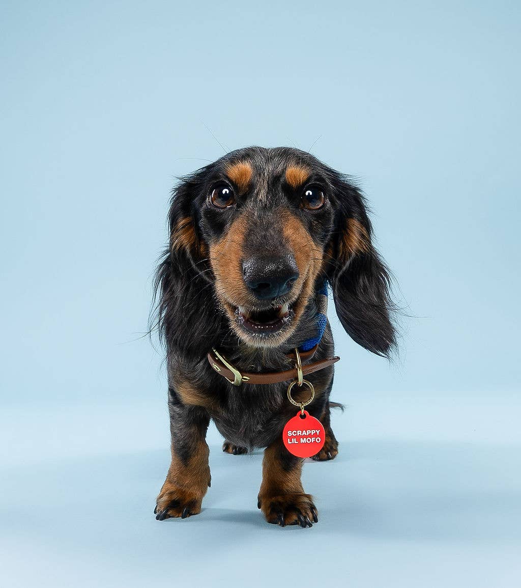 Freshwater Curated Goods - Scrappy Lil Mofo Pet Tag